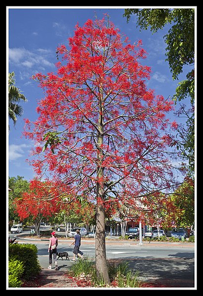 File:Illawarra Flame Tree in bloom-1 (6301607509).jpg