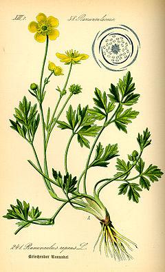 Illustration Ranunculus repens0.jpg