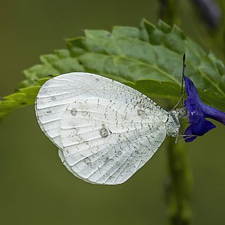 <i>Leptosia nupta</i> Species of butterfly