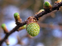 Pollen cone of a Japanese larch