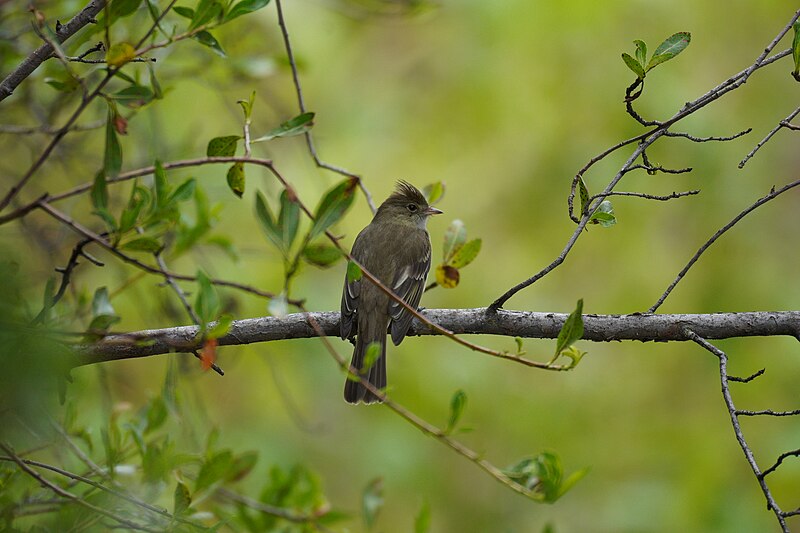 File:In the trail to Pogog 03, Elaenia albiceps.jpg