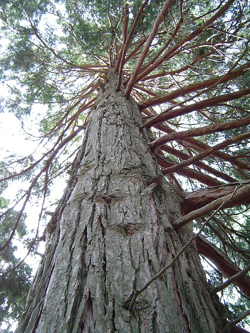 California incense-cedar (Calocedrus decurrens)