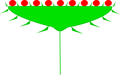 File:Inflorescences Head Kwiatostan Koszyczek.svg