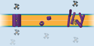 Mechanisms of transport: (L) channel, (M) ionophore/carrier, and (R) detergent Ion-transport mechanisms.svg