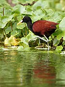 Jacana spinosa