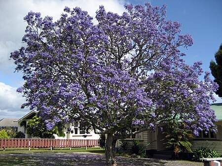 ไฟล์:Jacaranda1212.jpg