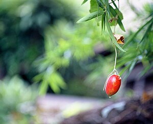 Japanese snake gourd (Trichosanthes ovigera) hanging from the plant.jpg