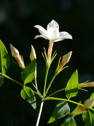 JASMINUM officinale, jasmin officinal vrai, été - Pépinière du Penthièvre