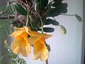 Dendrobium jenkinsii flowers