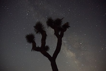 The park offers naturally dark views of the night sky, as seen in this 30-second exposure showing the Milky Way behind a silhouetted Joshua tree (July 2017)