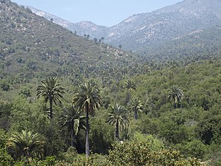 La Campana nationalpark