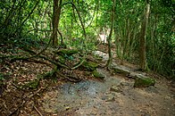 Forêt tropicale du Kakum national park (Ghana)