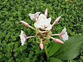 Curcuma caulina