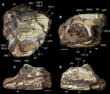 Kadimakara fossils.png