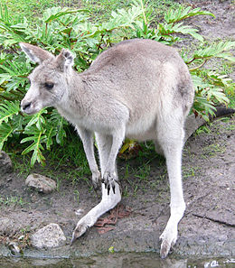 Kangaroo1.jpg
