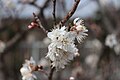 P127 カラミザクラ Karamizakura 花の写真