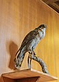 * Nomination Kasteel Doorwerth Taxidermied birds of prey. --Agnes Monkelbaan 06:11, 15 November 2018 (UTC) * Promotion  Support Good quality. --Tournasol7 06:23, 15 November 2018 (UTC)