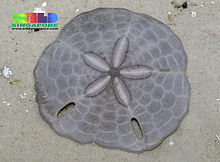 Keyhole sand dollar (Echinodiscus sp.).jpg