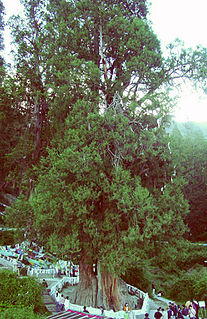 <i>Cupressus gigantea</i> Species of conifer