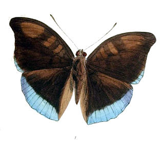 <i>Euthalia telchinia</i> Species of butterfly