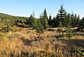 Čeština: Přírodní rezervace Klečové louky - Velká klečová louka, Jizerské hory, okres Liberec - ČR English: Nature reserve Klečové louky in Jizera Mountains, Liberec District in Czech Republic