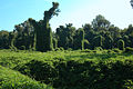 Campo de kudzu cubriendo la vegetación natural próxima.