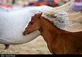 Kurdish Horse (3).jpg