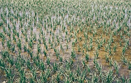 Delta de l'Ebre, juny de 1987