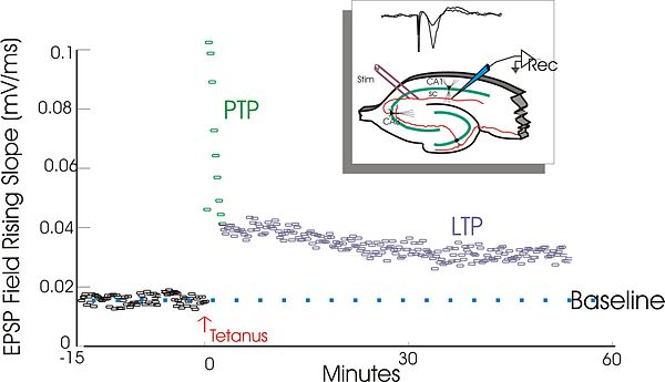 Long-term potentiation (LTP) is a persistent increase in synaptic strength following high-frequency stimulation of a chemical synapse. Studies of LTP 