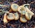 Thumbnail for File:Lactarius aurantiosordidus Nuytinck &amp; S.L. Mill 576999.jpg