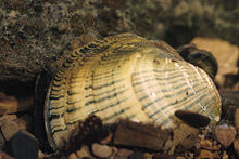 Lampsilis fasciola.jpg