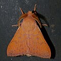 Lappet Moth (Odonestis vita) (15867337451).jpg