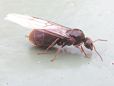 Tập_tin:Lasius_Niger_winged_queen.jpg