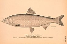 Cisco (fish) - Wikipedia