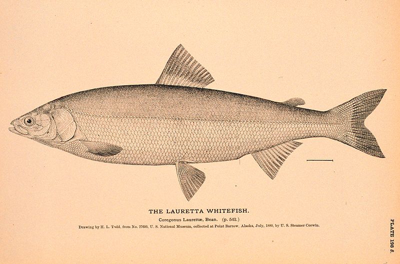 File:Lauretta whitefish.jpg