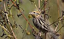 The Tale's Sparrow (30169170246) .jpg