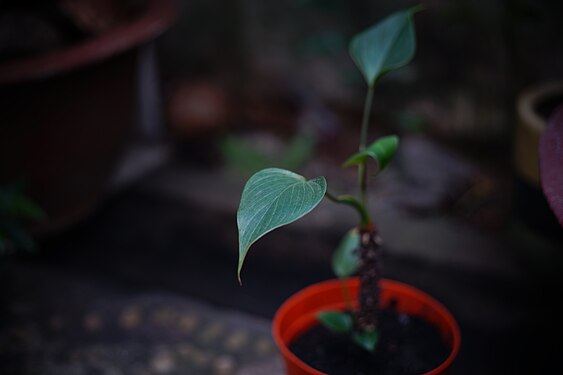 Leaf in the dark