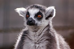 Lemur kata