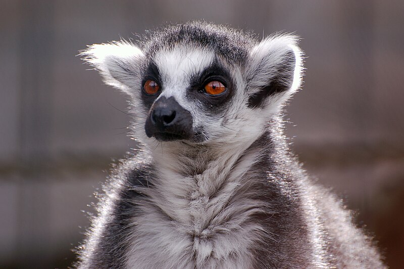 File:Lemur catta, Asahiyama Zoo, Japan.jpg