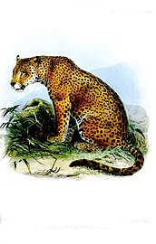 LeopardusHernandesiiWolf.jpg