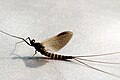 Sepia dun winged adult