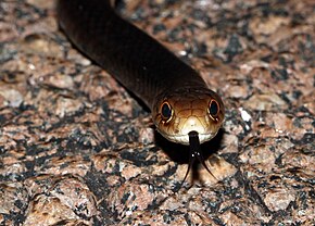 Lesser Black Whip Snake (Demansia vestigiata) açıklaması (8692361790) .jpg.