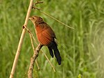 کوکال کمتر പുല്ലുപ്പൻ از Kole Wetlands DSCN9697.jpg