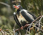 Lesser frigatebird lei.jpg