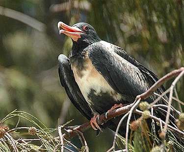 The islands are an important breeding site for Lesser Frigatebirds Lesser frigatebird lei.jpg