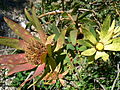 Leucadendron sessile-blossom-Kirstenbosch.jpg