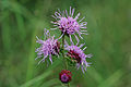 Southern Gayfeather (Liatris squarrulosa) in bloom.