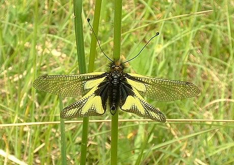 Ascalaphidae