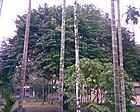 Lichi Tree.jpg