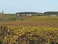 Français : Vignoble de la Grande Champagne, Lignières-Sonneville, Charente, France